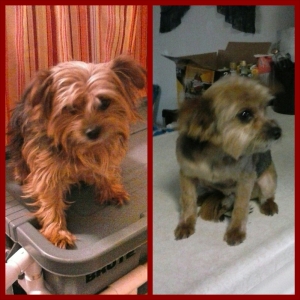 Yorkie Cross Before and After